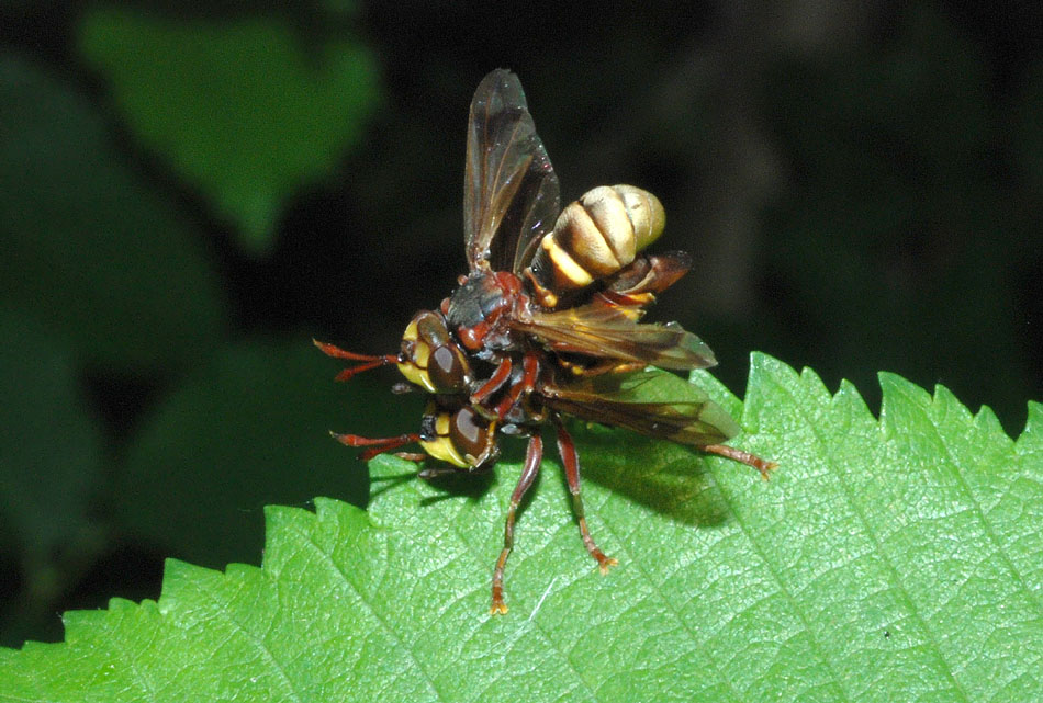 Conopidae in accoppiamento e Tenthredinidae